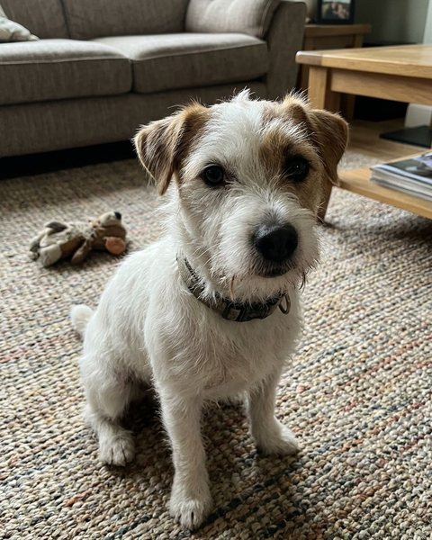 The photo: The dog, obviously